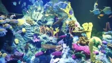 Zaman ayarlı, renkli mercanlar ve balıklarla dolu büyük bir akvaryum.