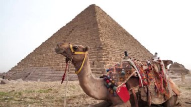 Mısır 'ın Giza kentindeki Menkaure Piramidinin yanında yer alan deve.