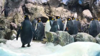 Yavaş çekim, bir grup penguen zoolojik bahçede.