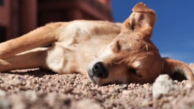 Sarı köpek yerde yatıyor.