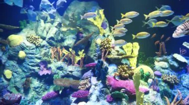 Mercan ve balıklı büyük bir akvaryum.