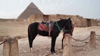 Giza platosundaki atlar, Kahire, Mısır. Khafre Piramidine bak