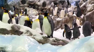 Yavaş çekim, inanılmaz kral penguen grubu zoolojik bahçede.