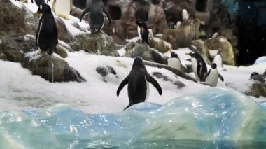 Yavaş çekim, küçük penguenler buz ve karlı zoolojik bahçede