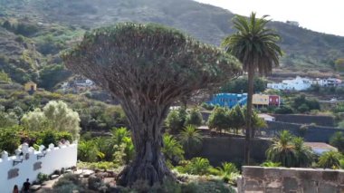 Drago Milenario ya da Drago de Icod de los Vinos, Dracaena draco veya ejderha ağacı, Parque del Drago, Icod de los Vinos, Tenerife, İspanya