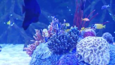 Mercanları ve farklı balıkları olan büyük bir akvaryum.