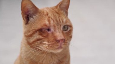 Tek gözlü kırmızı kedi. Tek gözü olmayan kedi.