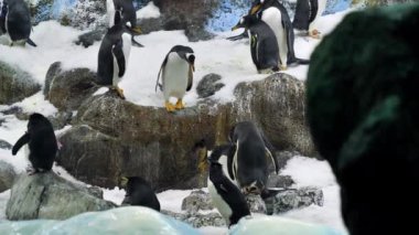 Yavaş çekim, bir grup güzel penguen zoolojik bahçede