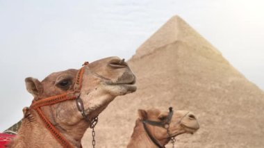Giza, Kahire, Mısır 'da Khafre piramidi yakınlarında iki deve.