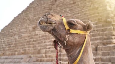 Yavaş çekim, Mısır, Giza 'daki Menkaure piramidinin yanındaki deve.