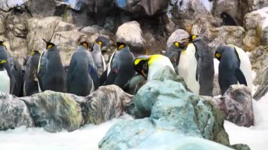 Hayvanat bahçesindeki siyah beyaz penguenler