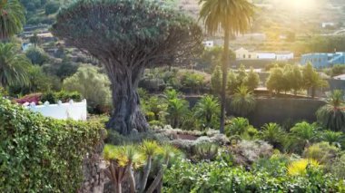 Drago de Icod de los Vinos ya da Drago Milenario, Dracaena draco, Parque del Drago, Icod de los Vinos, Tenerife, İspanya