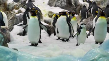 Yavaş çekim, güzel siyah beyaz kral penguenler Zoolojik bahçede buzlu ve karlı