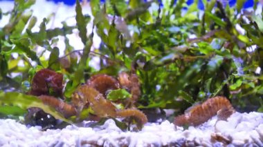 Akvaryumdaki deniz atları - Hipokampus cinsindeki küçük deniz balıkları