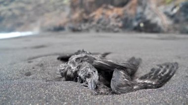 Ölü kuşun bedeni Tenerife Adası, Kanarya Adaları, İspanya 'daki siyah volkanik kumlarla plajda uzanıyor.