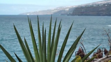 Atlantik Okyanusu ve Tenerife Adası, Kanarya Adaları, İspanya