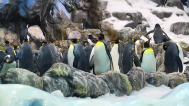 Yavaş çekim, siyah ve beyaz kral penguenler Zooloji bahçesinde buzlu ve karlı
