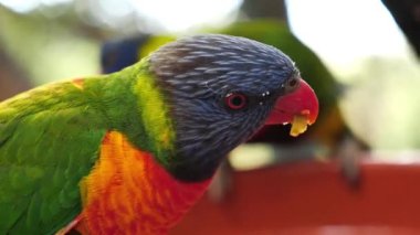 Renkli papağan ye, kapat.