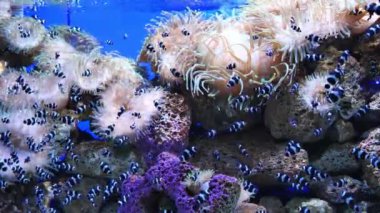 Büyük akvaryumda küçük çizgili mercan balıkları