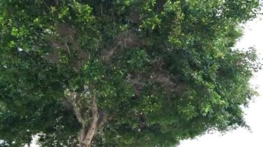 Yavaş çekim, güzel yeşil ağaç ve rüzgar