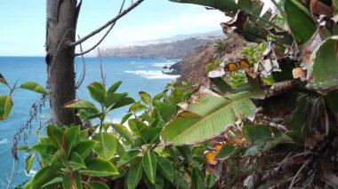 Atlantik Okyanusu ve Tenerife Adası kıyıları, Kanarya adaları, egzotik tropikal bitkilerle