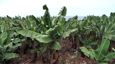 Muz tarlasında muz ağaçları manzarası