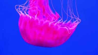 Büyük pembe tehlikeli Medusa suyun altında yüzüyor.