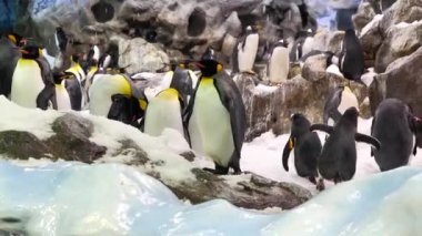 Siyah ve beyaz penguenler zoolojik bahçede 
