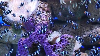 Akvaryumdaki küçük çizgili balıklar