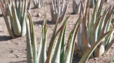 Çiftlikteki aloe vera çalılarının manzarası eğik