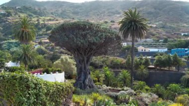 Drago Milenario ya da Drago de Icod de los Vinos olarak da bilinen El Drago, Dracaena draco veya ejderha ağacı, Parque del Drago, Icod de los Vinos, Tenerife, İspanya
