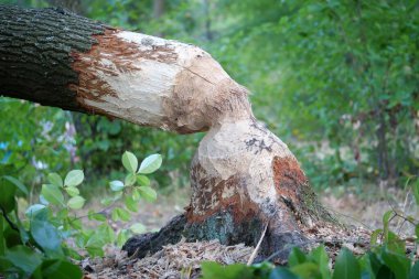 Tree felled by beaver. Tree trunk with bite marks of beavers. Beaver gnawed tree. Damaged wood by a bobber. Beaver bite marks on trunk of tree clipart