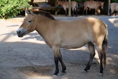 Hayvanat bahçesindeki Przewalski atı, Equus Caballus.