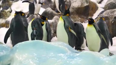 Siyah ve beyaz penguenler zoolojik bahçede