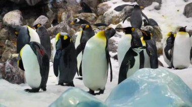 Yavaş çekim, bir grup siyah beyaz kral penguen zoolojik bahçede