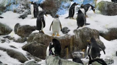 Yavaş çekim, bir grup penguen zoolojik bahçede.