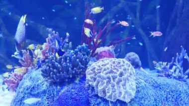Renkli balıklı büyük akvaryumdaki mercanlar.