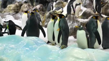 Yavaş çekim, bir grup siyah beyaz kral penguen Zooloji bahçesinde buzlu ve karlı