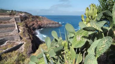 Tenerife Adası, Kanarya Adaları, Atlantik Okyanusu, İspanya kıyılarındaki kaktüsler