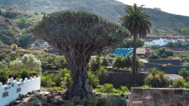 Drago Milenario ya da Drago de Icod de los Vinos, Dracaena draco veya ejderha ağacı, Parque del Drago, Icod de los Vinos, Tenerife, İspanya