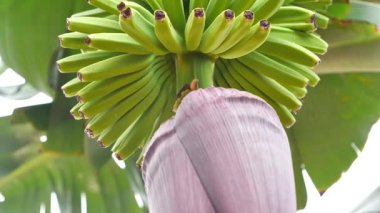 Tenerife adasındaki fidanlıkta küçük yeşil muzlar