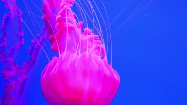 Yavaş çekim, büyük pembe Medusa suyun altında yüzüyor.