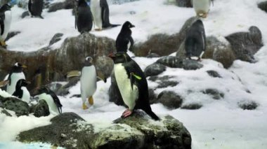 Yavaş çekim, bir grup penguen zoolojik bahçede.