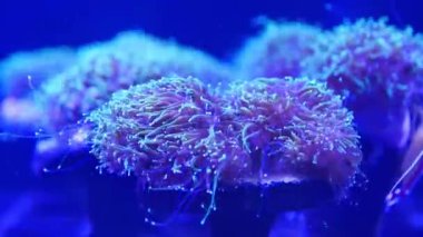 Akvaryumda deniz şakayıkları