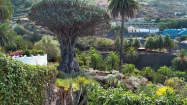 Drago Milenario ya da Drago de Icod de los Vinos olarak da bilinen El Drago, Dracaena draco veya ejderha ağacı, Parque del Drago, Icod de los Vinos, Tenerife, İspanya