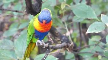 Halkalı papağan ağaç dalında oturuyor.