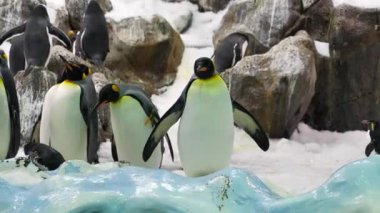 Hayvanat bahçesinde bir grup kral penguen