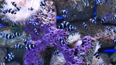 Büyük akvaryumdaki mercan balıkları