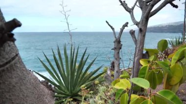 Atlantik Okyanusu ve Tenerife adasının kıyılarında bir sürü egzotik tropik bitki var.