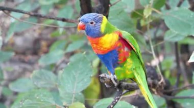 Papağan ağaçta oturup yoga yapıyor.